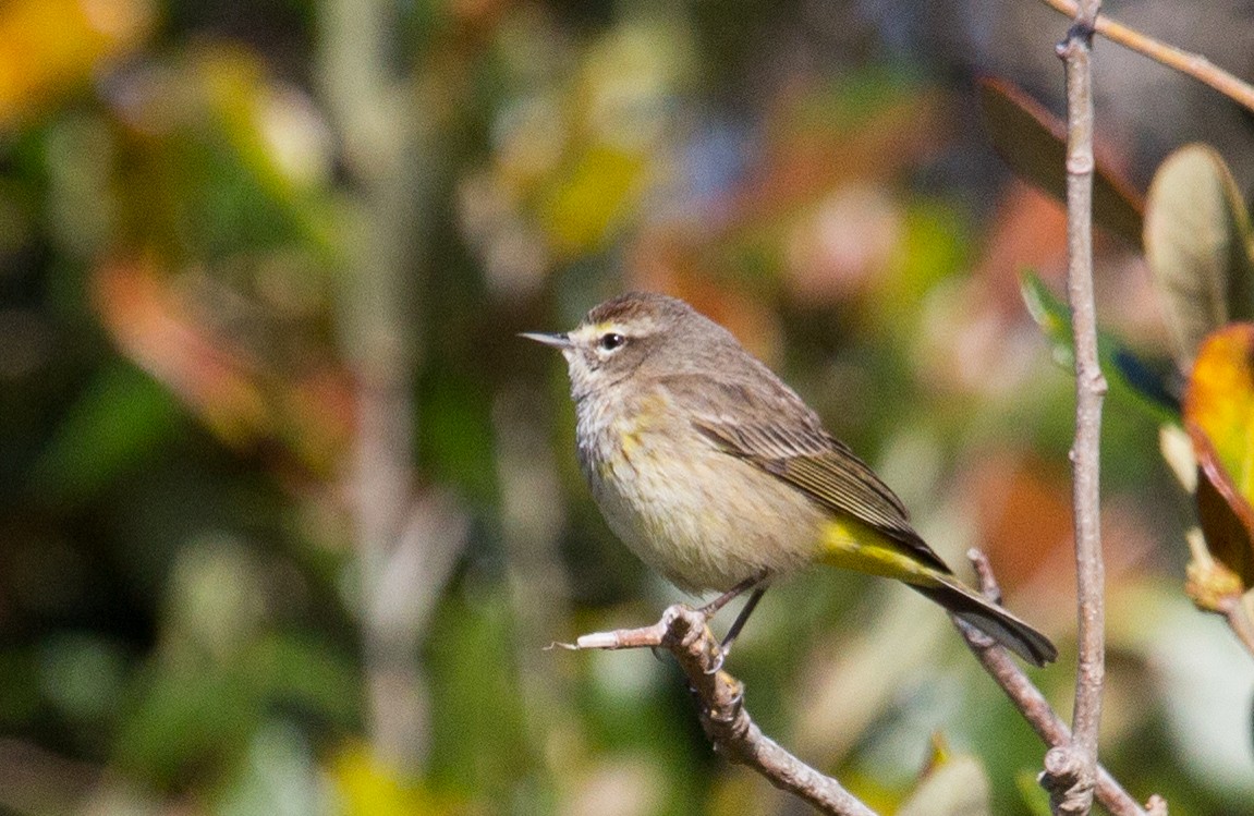 Palm Warbler - ML616326050