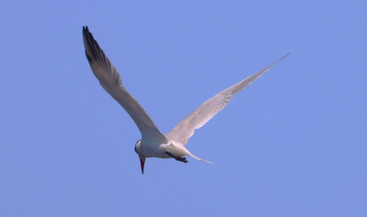 Caspian Tern - ML616326065