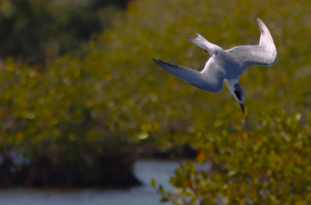 Sandwich Tern - ML616326073