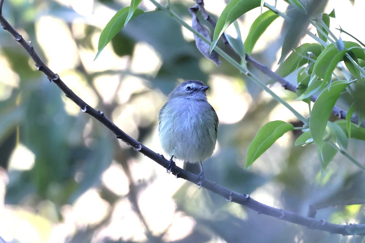 Guatemalan Tyrannulet - ML616326080