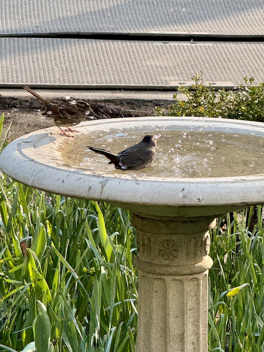 Song Sparrow - ML616326090