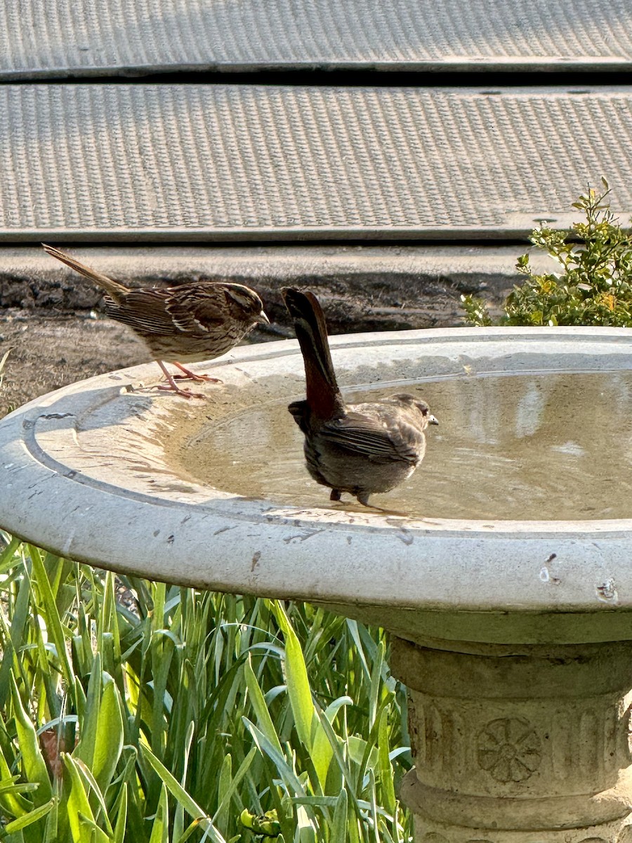 Song Sparrow - ML616326093