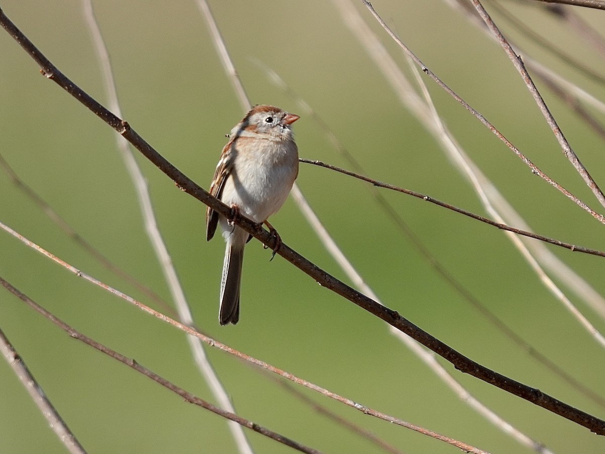 Field Sparrow - ML616326097
