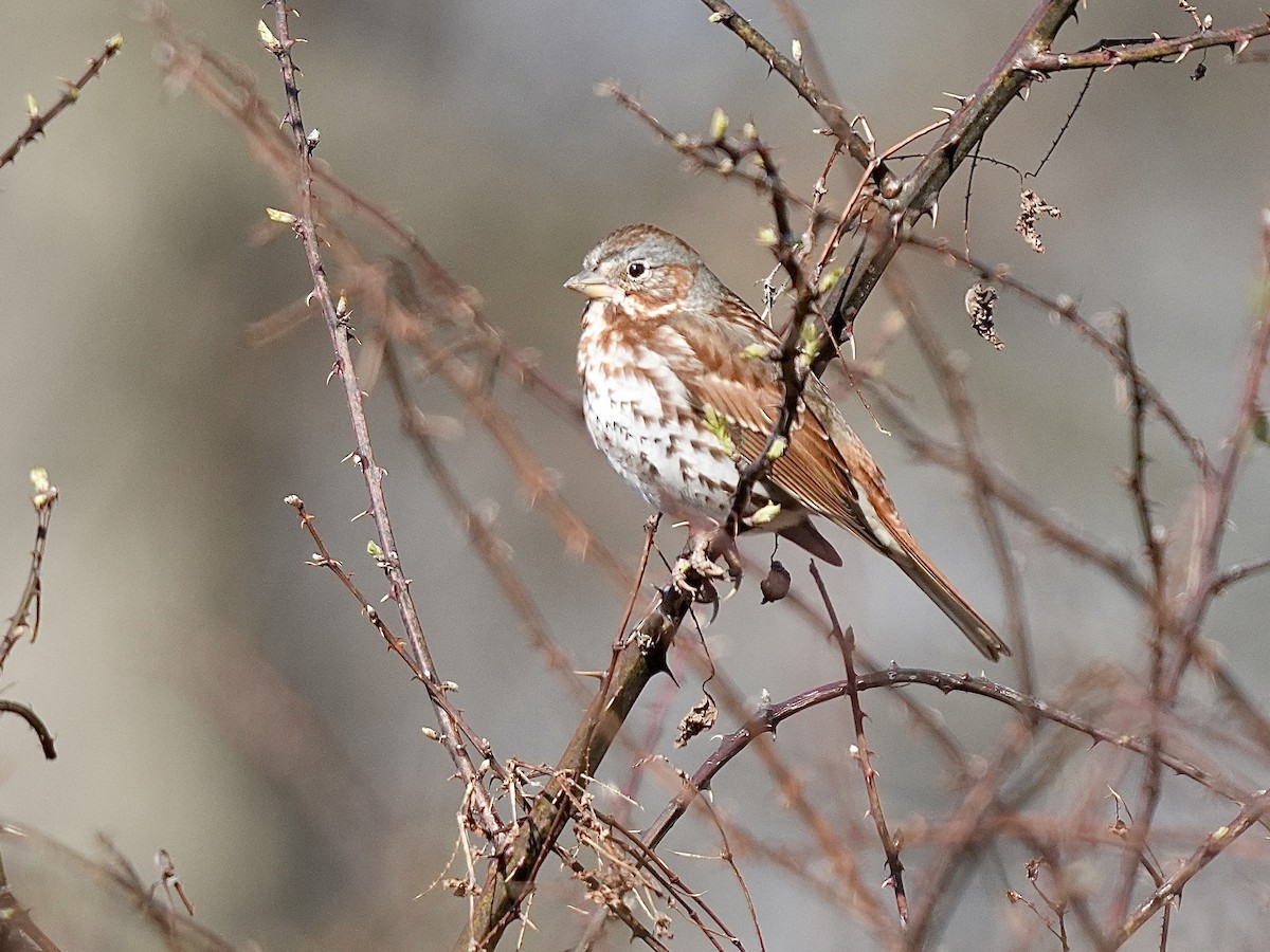 Fox Sparrow - Stacy Rabinovitz