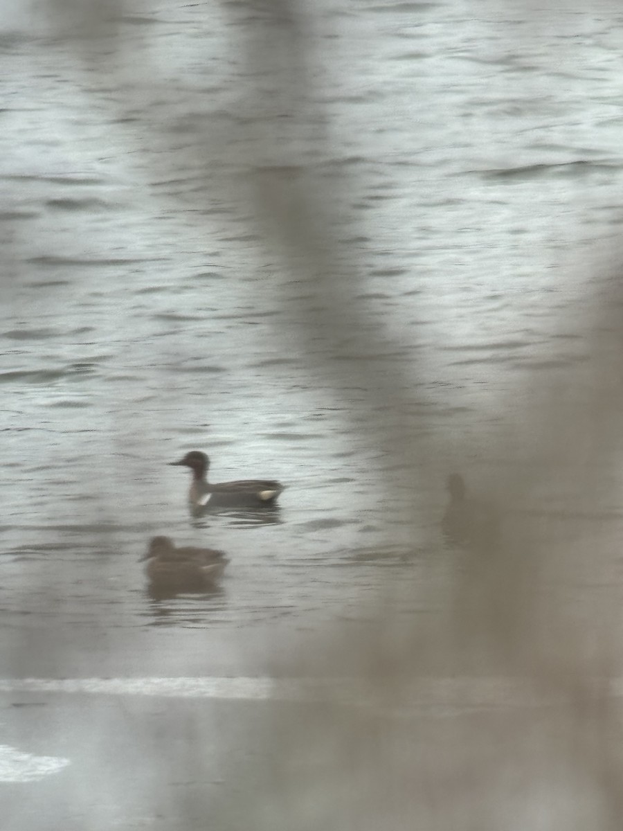 Green-winged Teal - ML616326117