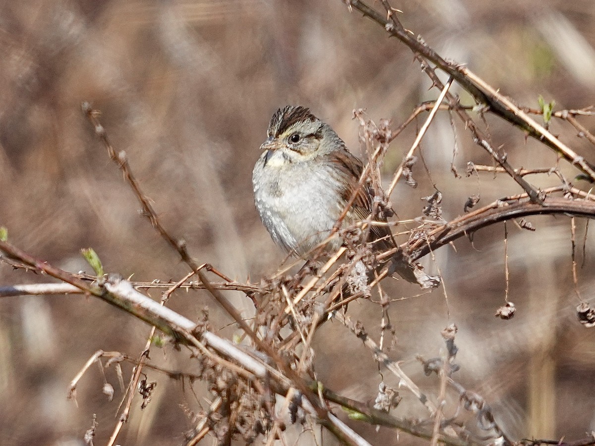 Swamp Sparrow - ML616326119