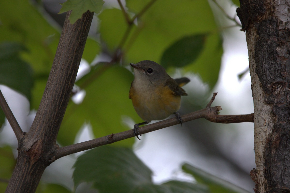 American Redstart - ML616326146