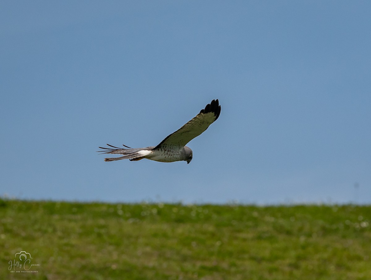 Northern Harrier - ML616326226