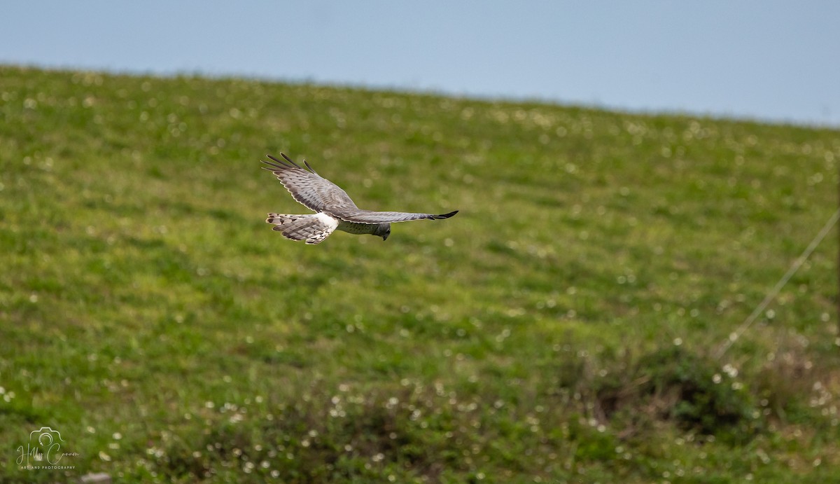 Northern Harrier - ML616326228