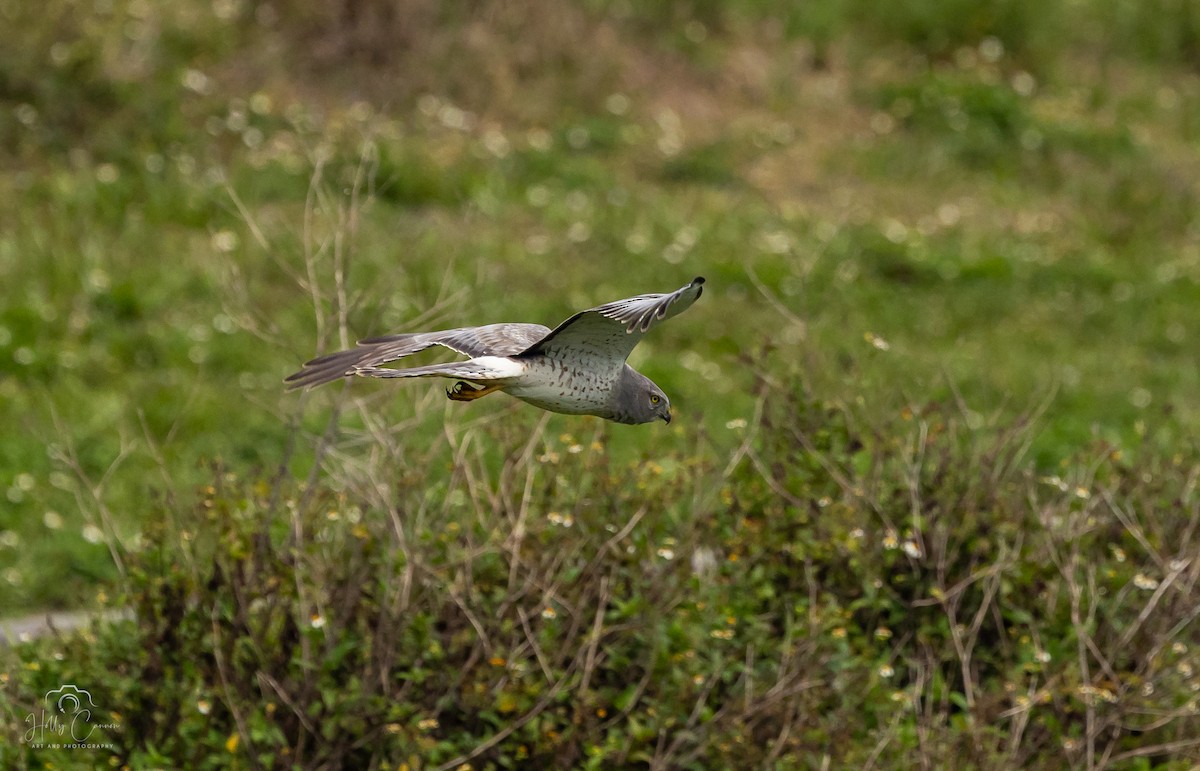 Northern Harrier - ML616326230