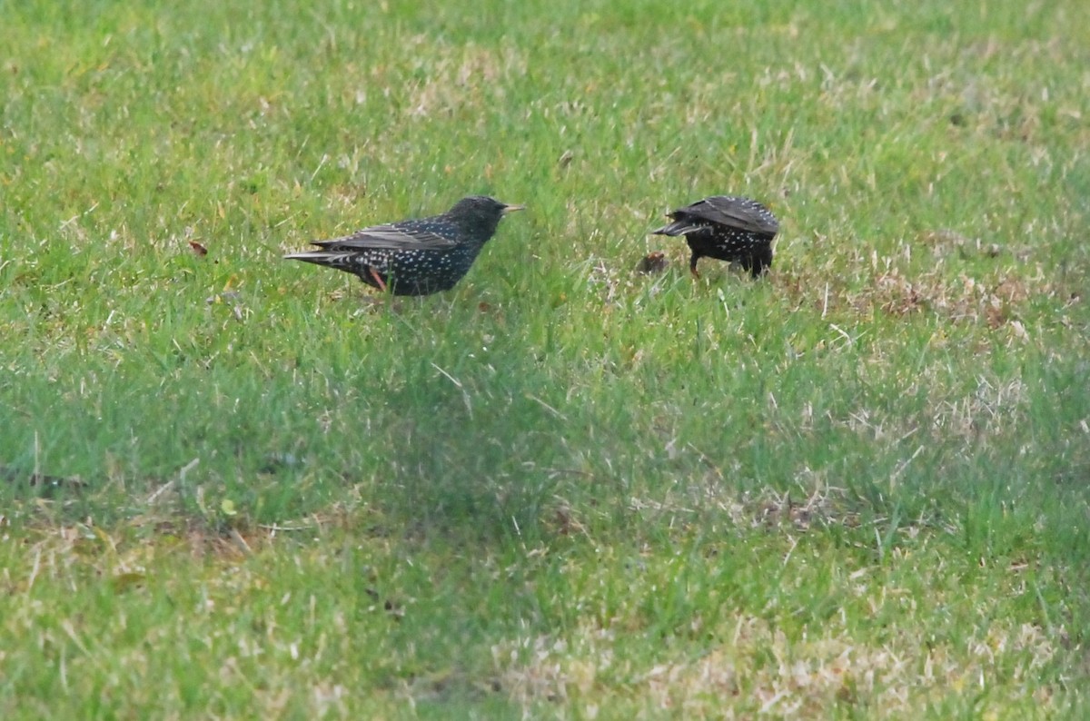 European Starling - Canan Atay