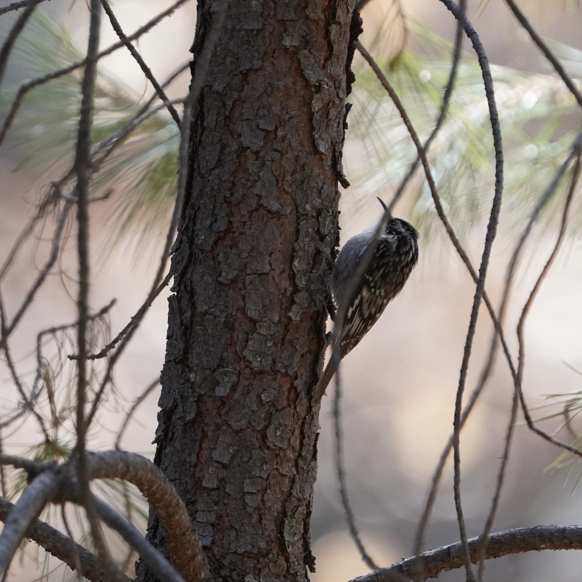 Brown Creeper - ML616326254