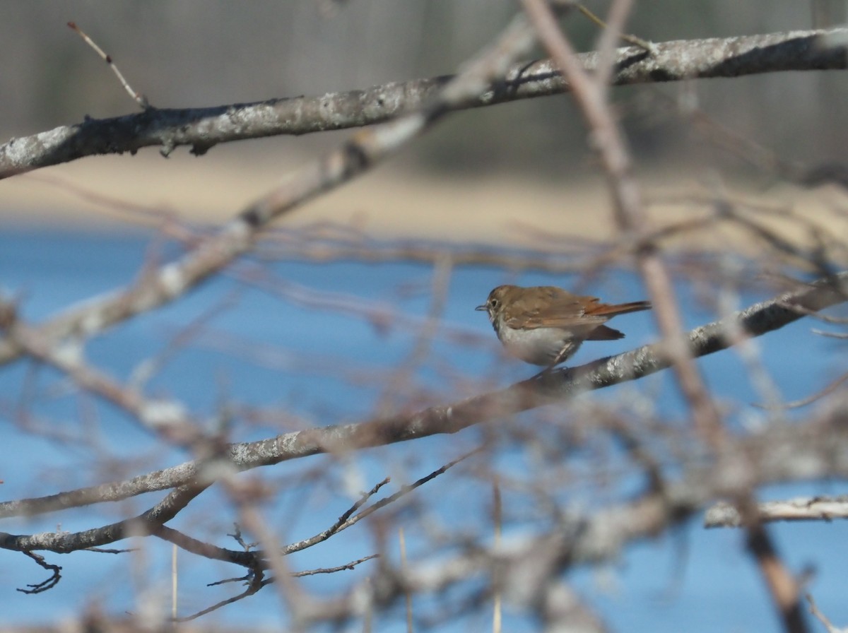 Hermit Thrush - ML616326260