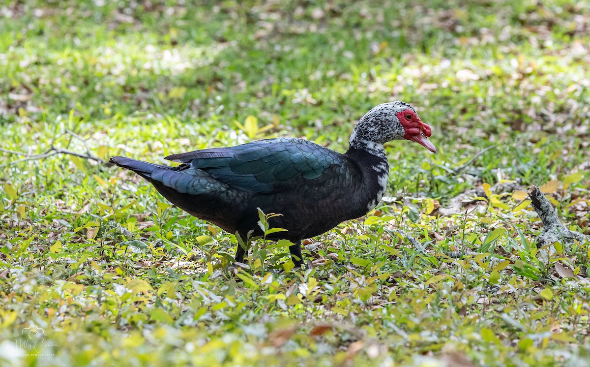 Muscovy Duck (Domestic type) - ML616326325