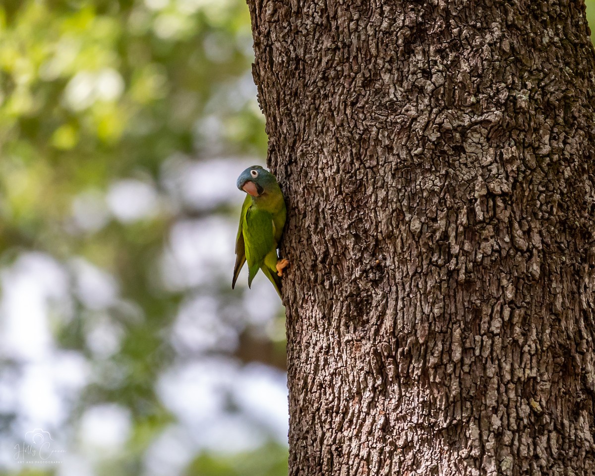 Blue-crowned Parakeet - ML616326332