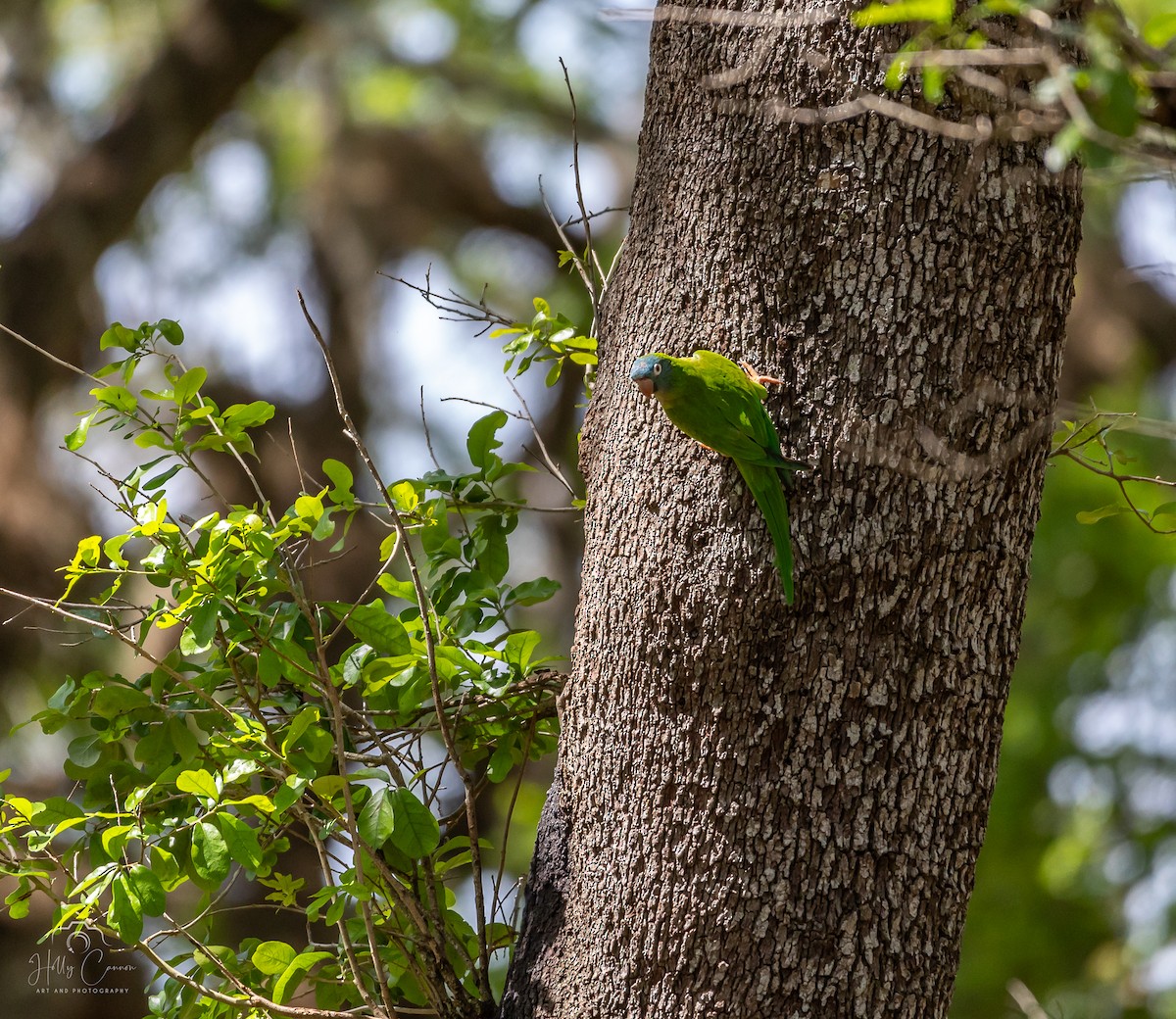 Blue-crowned Parakeet - ML616326334