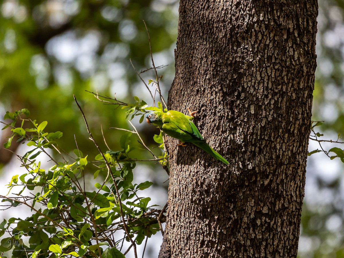 Blue-crowned Parakeet - ML616326335