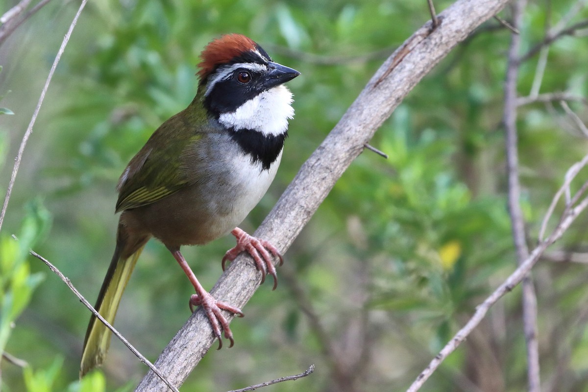 Collared Towhee - Jason Leifester