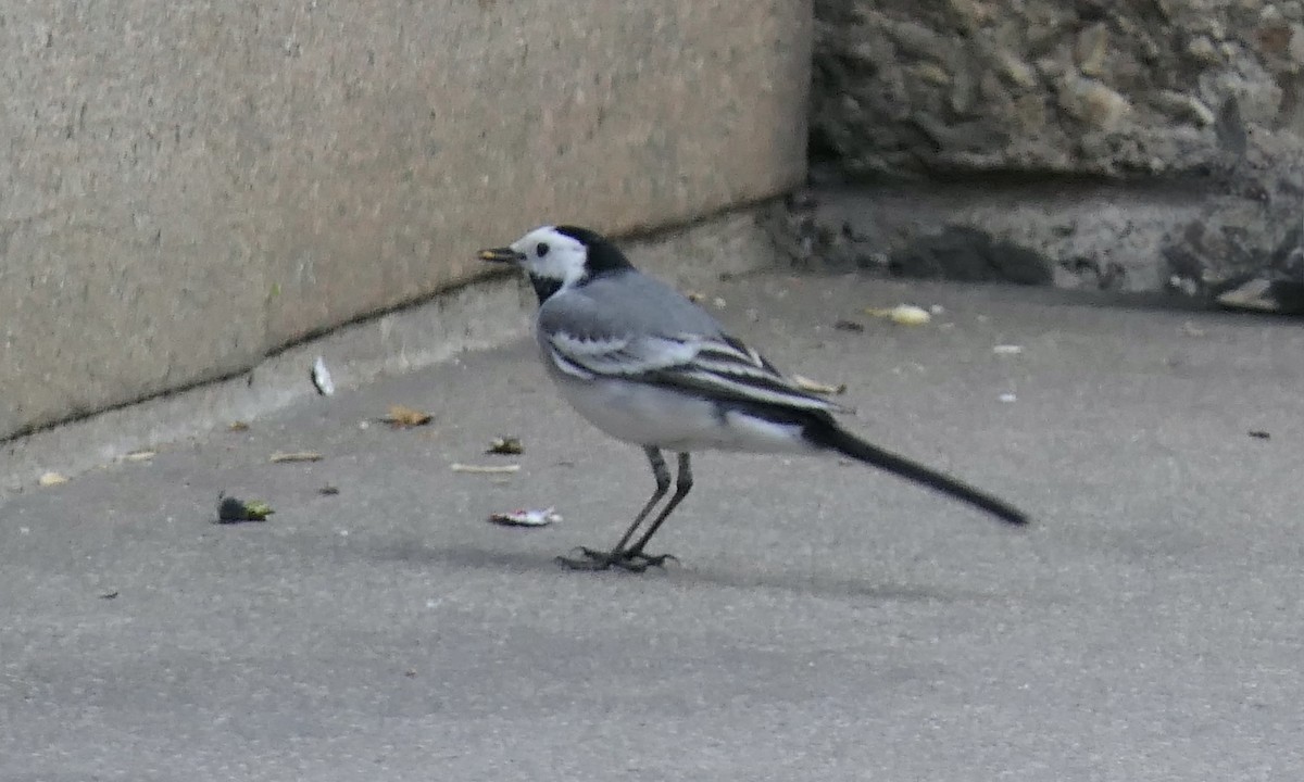 White Wagtail - ML616326352