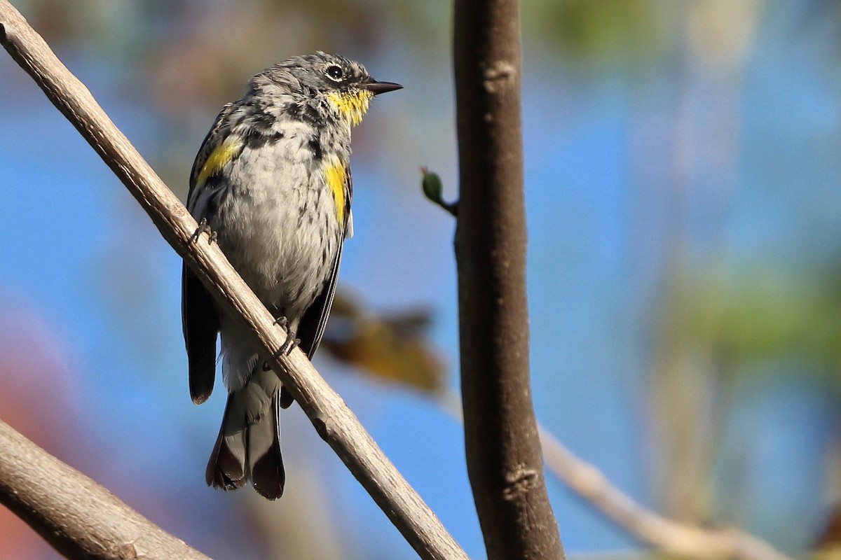 Yellow-rumped Warbler (Audubon's) - ML616326367