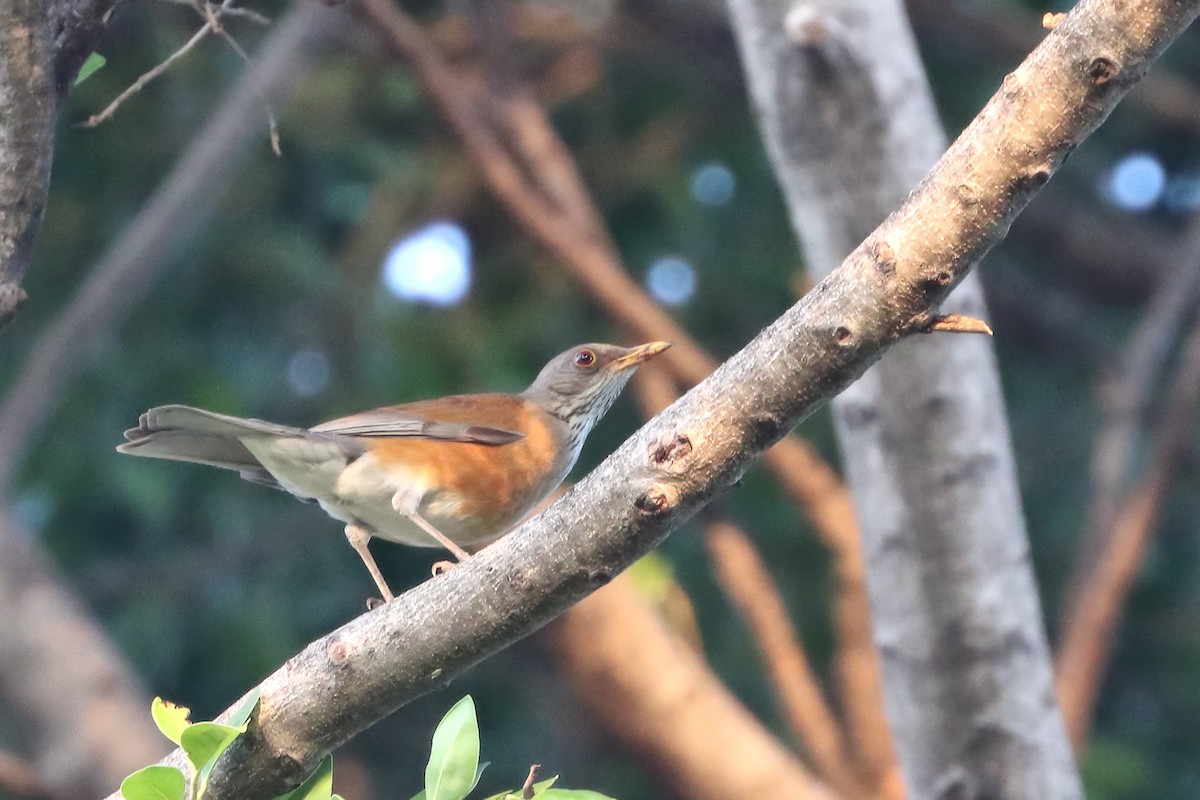 Rufous-backed Robin - ML616326369