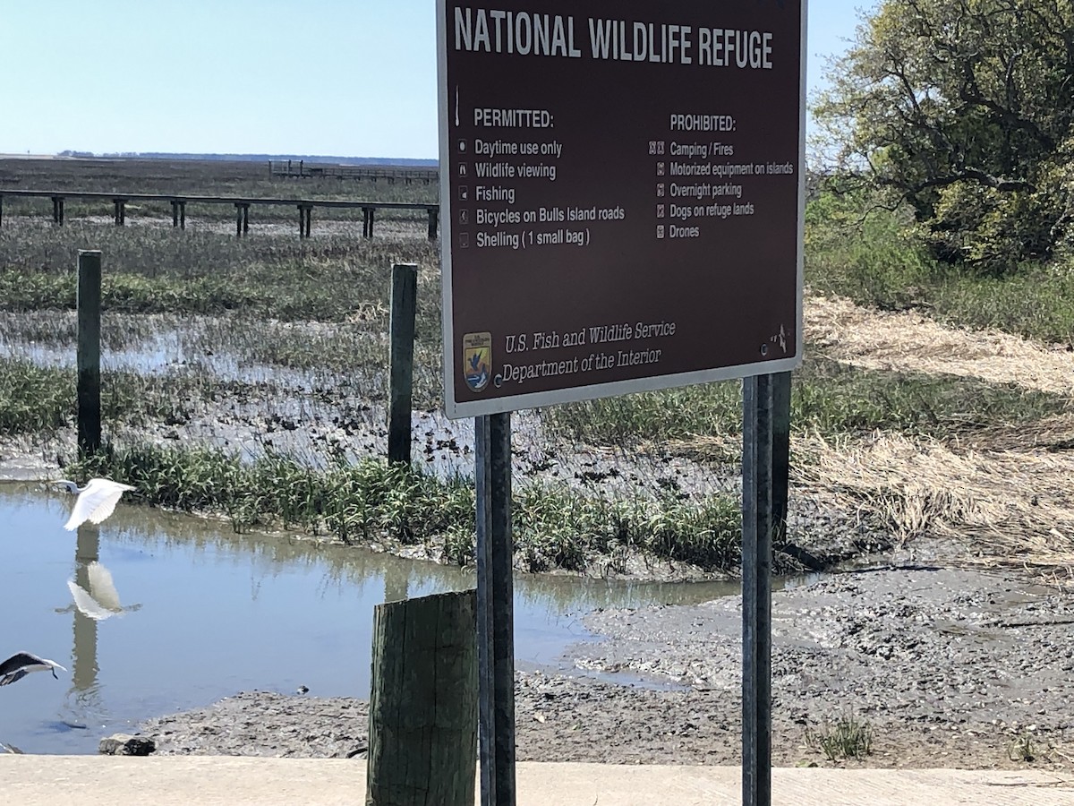 Great Egret - ML616326437