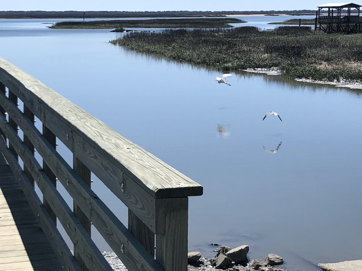 Great Egret - ML616326438