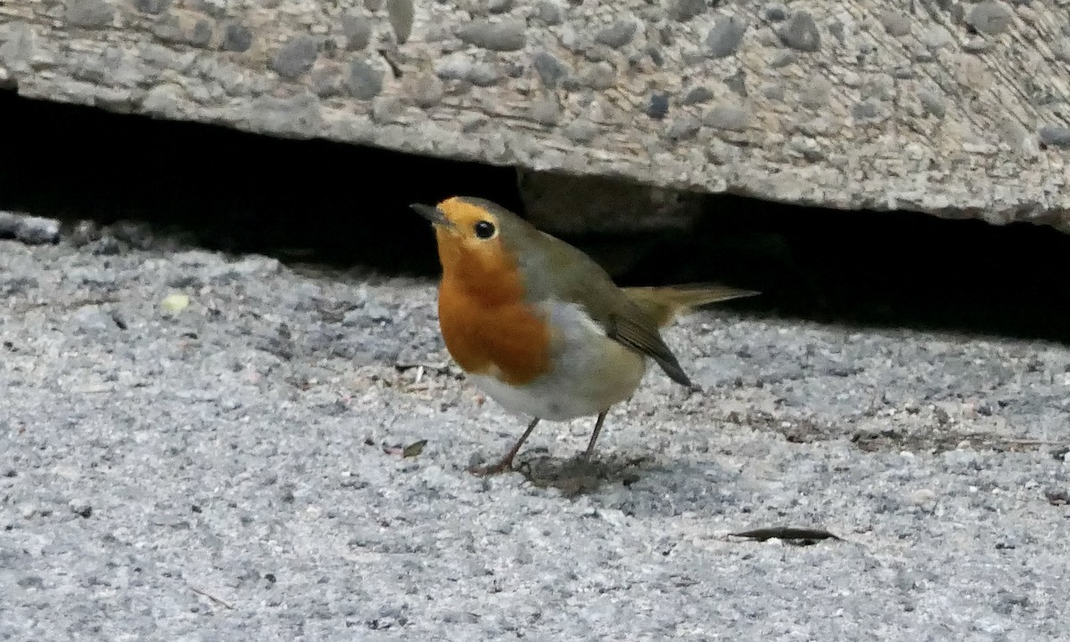 European Robin - ML616326440