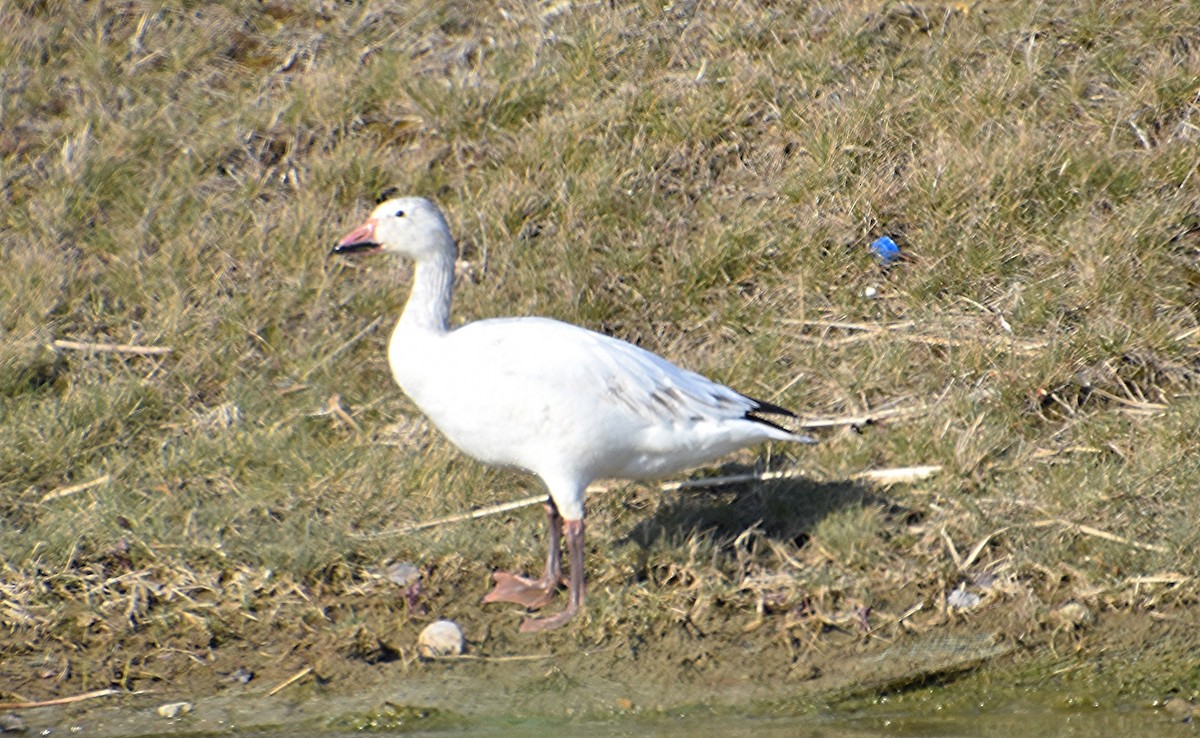 Snow Goose - ML616326441