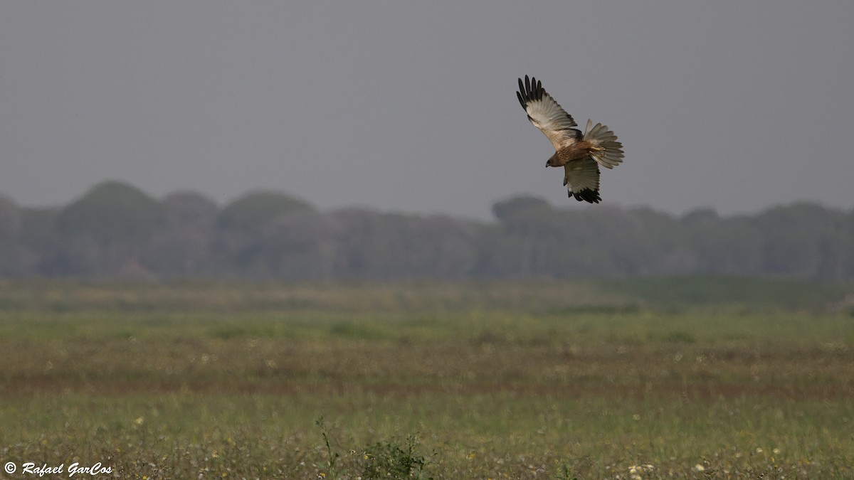 Western Marsh Harrier - ML616326443