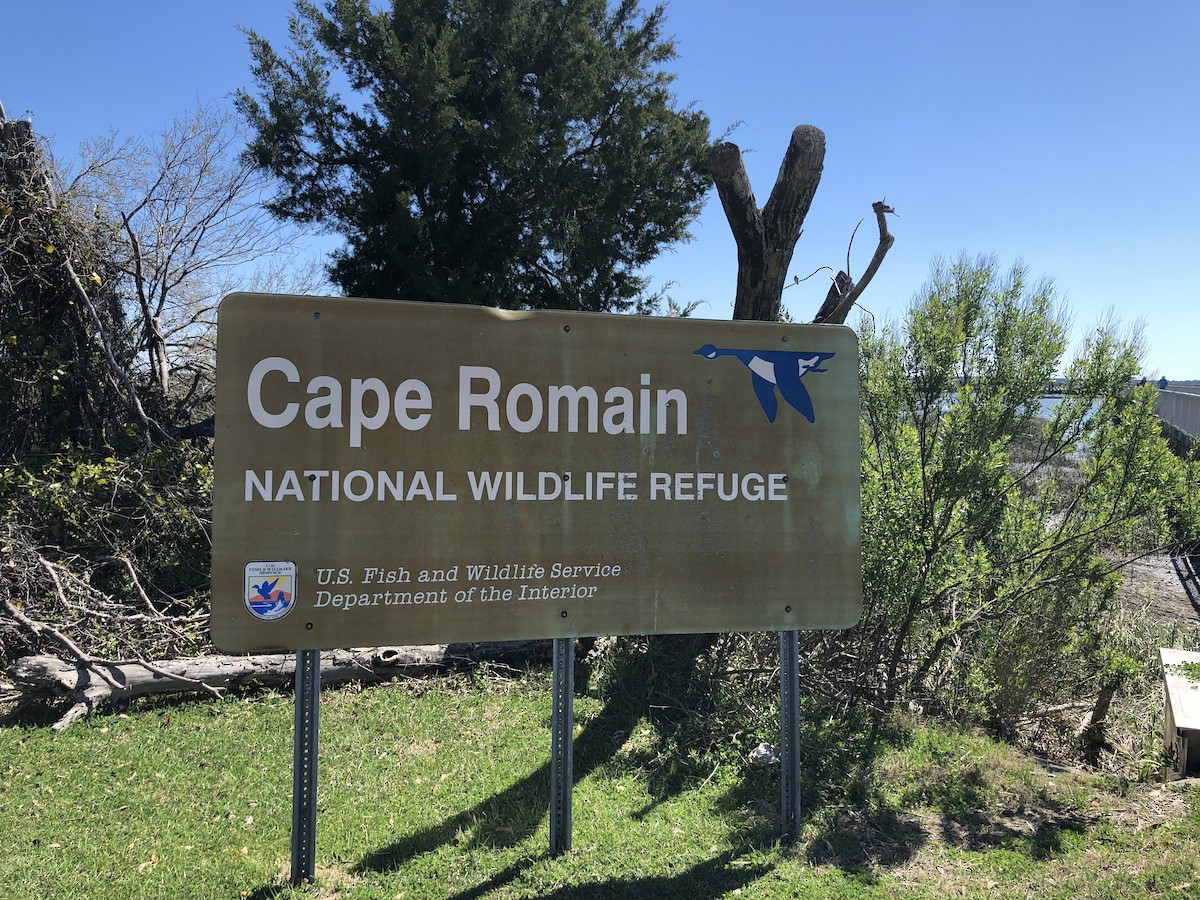 Carolina Chickadee - ML616326448