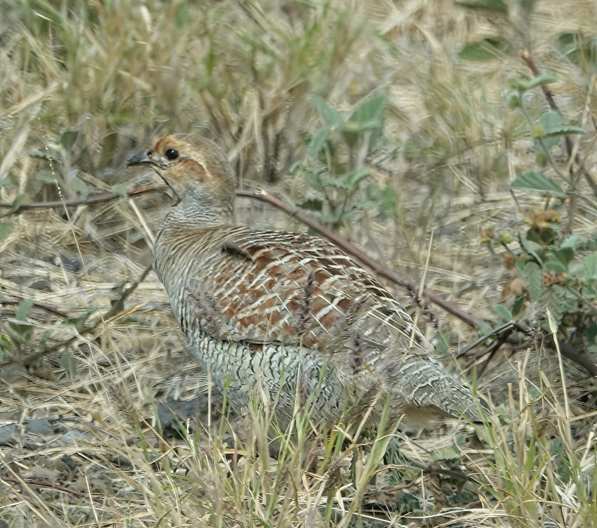 Gray Francolin - Cat McGraw