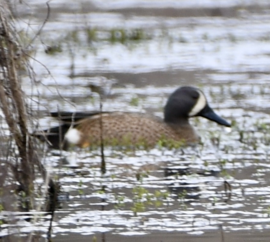 Blue-winged Teal - Theresa Edwards