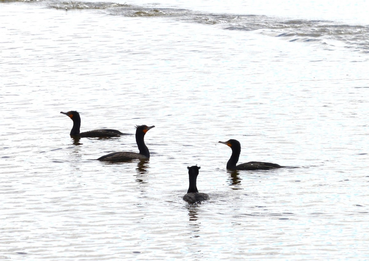 Cormoran à aigrettes - ML616326521