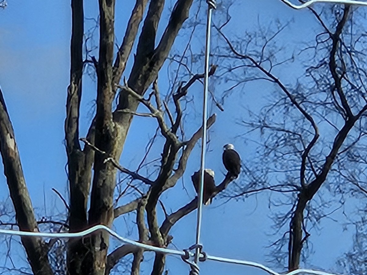 Weißkopf-Seeadler - ML616326537