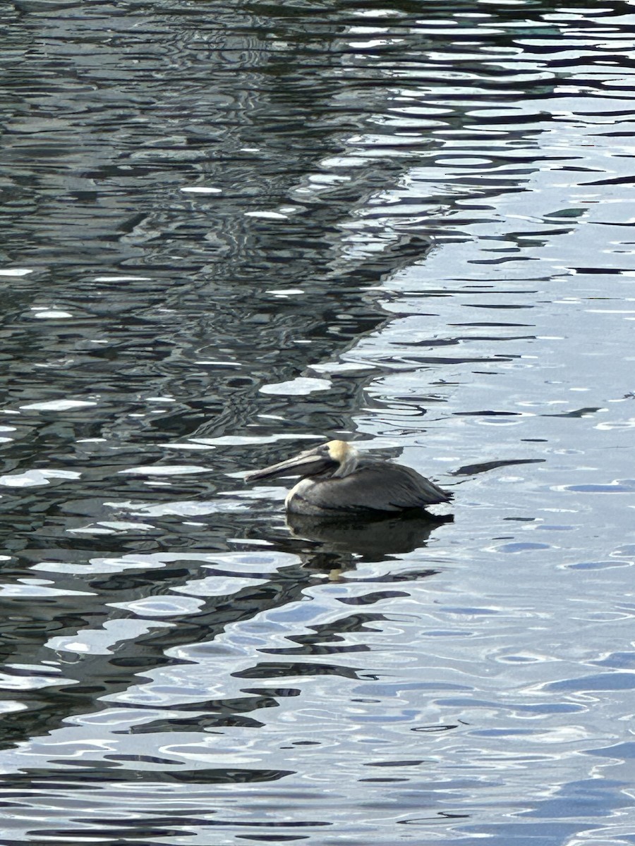 Brown Pelican (Atlantic) - ML616326538