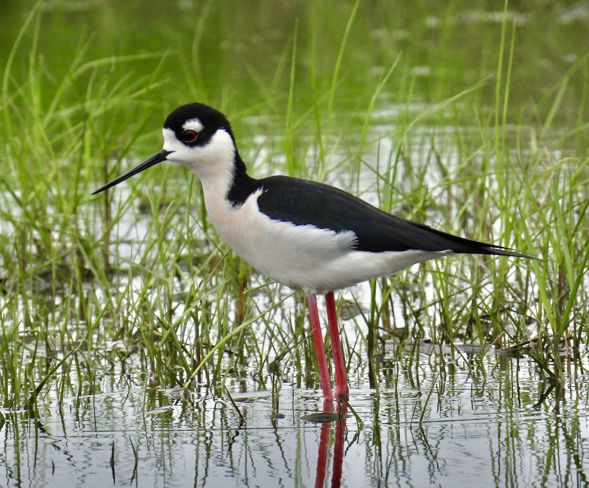 Black-necked Stilt - Van Remsen