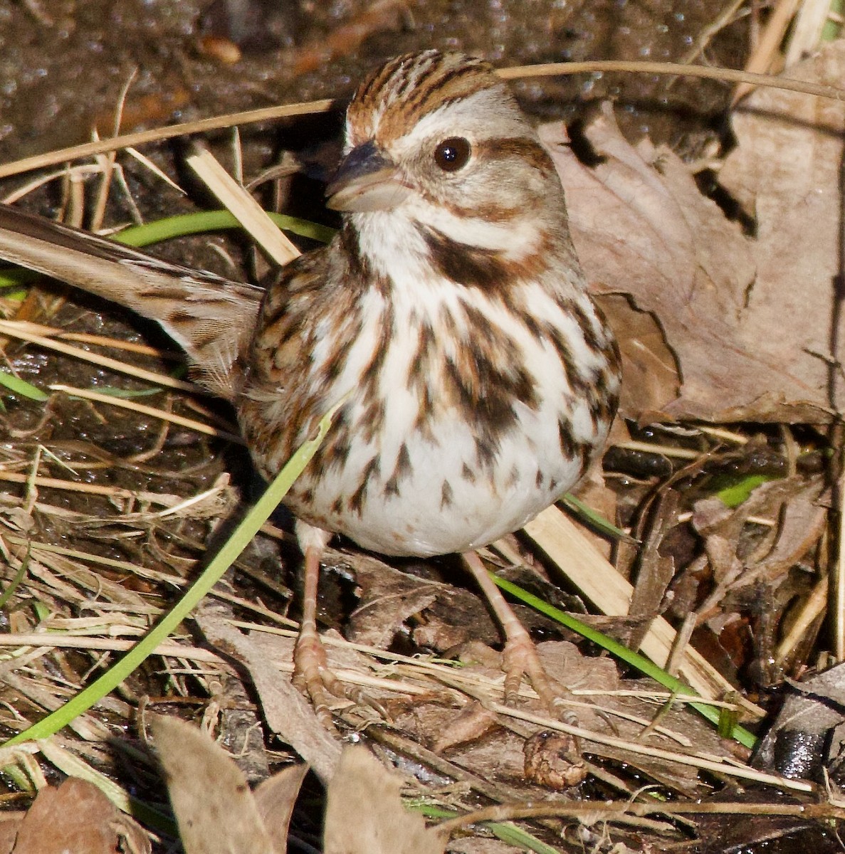 Song Sparrow - Michael Yellin