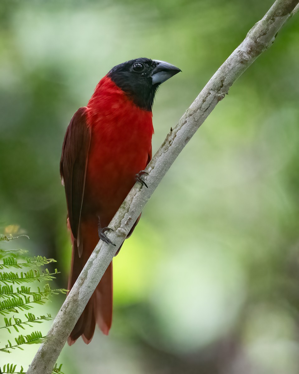 Red-and-black Grosbeak - Jhonathan Miranda - Wandering Venezuela Birding Expeditions