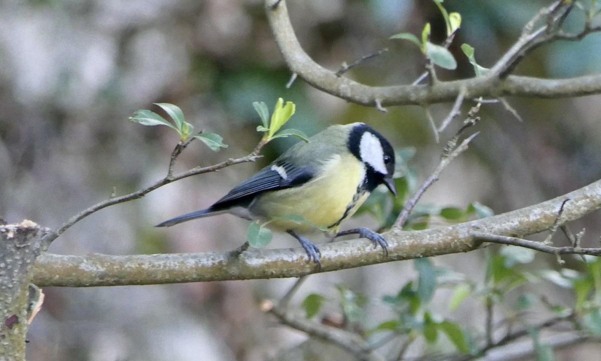 Great Tit - ML616326667