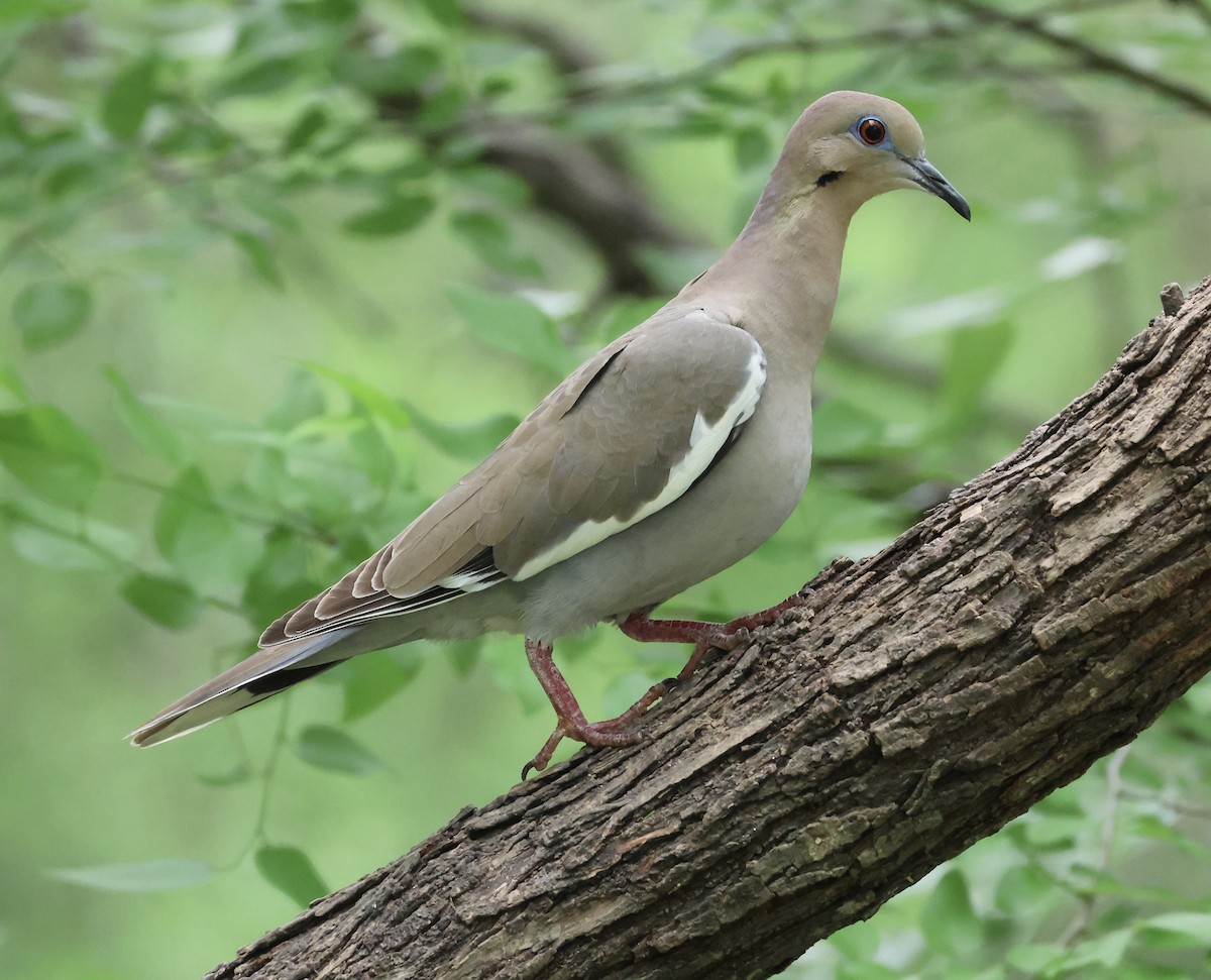 White-winged Dove - ML616326697