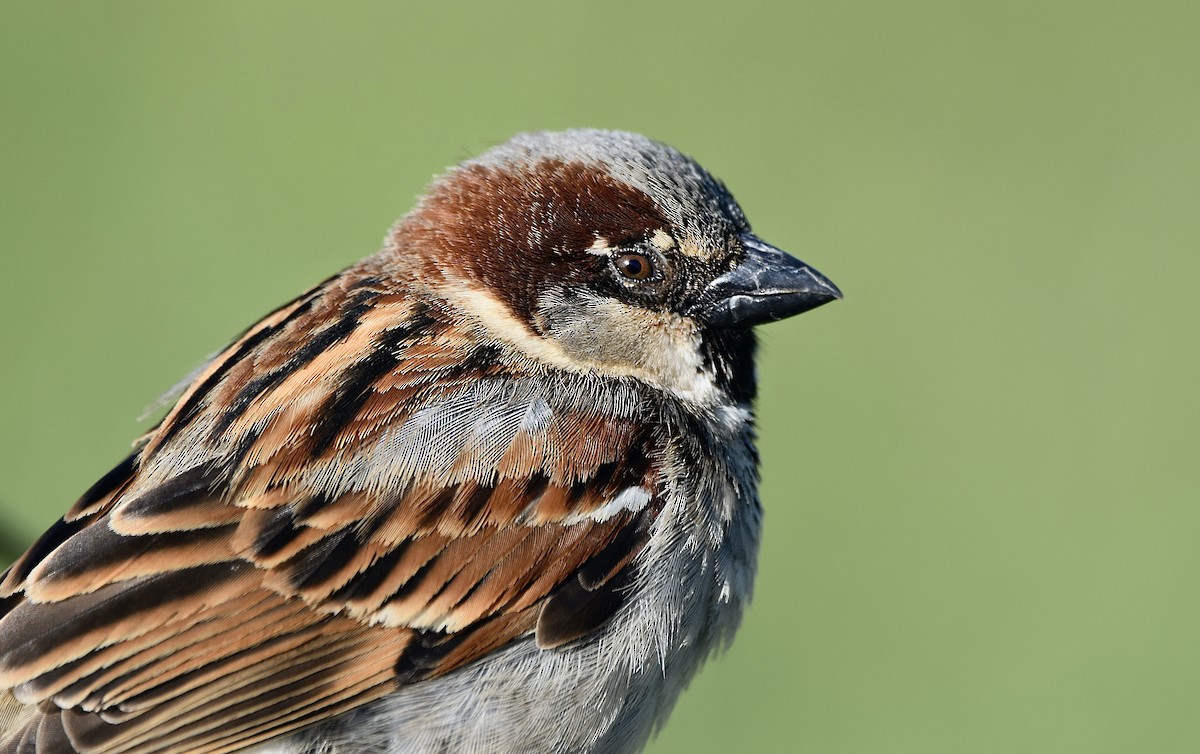 House Sparrow - ML616326758