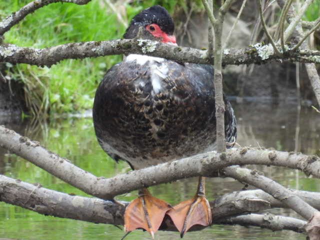 Muscovy Duck (Domestic type) - Stew Stewart