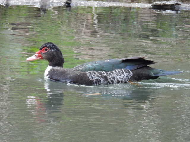 Muscovy Duck (Domestic type) - Stew Stewart