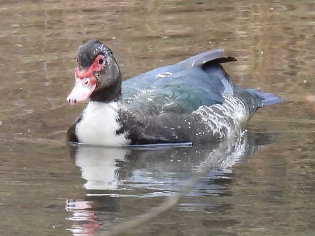 Muscovy Duck (Domestic type) - Stew Stewart