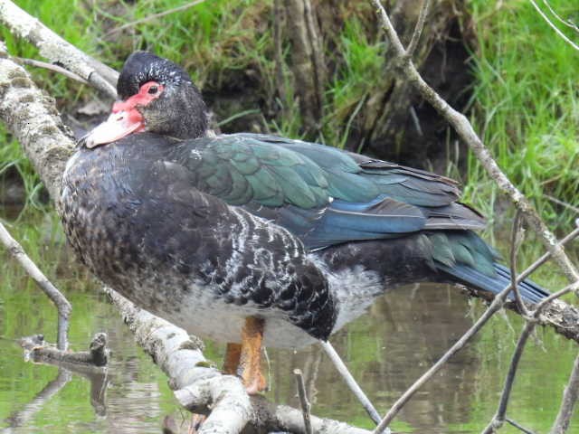 Muscovy Duck (Domestic type) - Stew Stewart