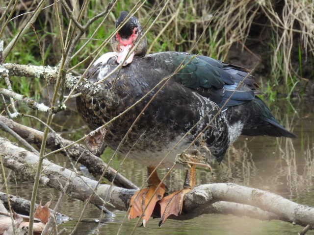 Muscovy Duck (Domestic type) - Stew Stewart