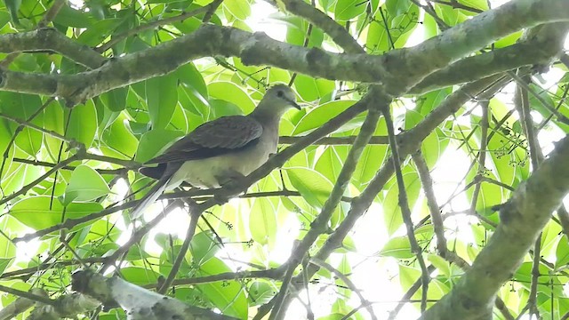 Spotted Dove - ML616326794