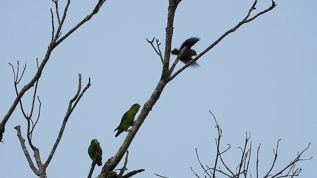 Vernal Hanging-Parrot - ML616326825