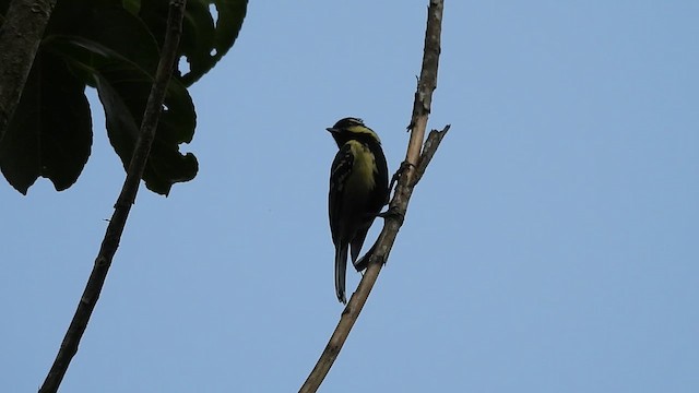 Indian Yellow Tit - ML616326836